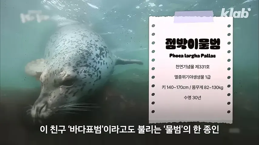 멸종위기 해양포유류 물범(바다표범), 백령도 앞바다에 수백마리 서식