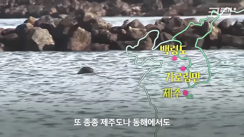 백령도 앞바다에서 떼를 이루는 해양포유류