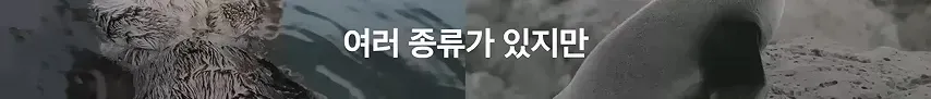 백령도 앞바다의 수백 마리 해양포유류 떼