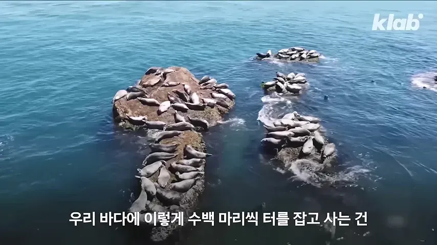백령도 앞바다에 모인 수백 마리의 해양포유류
