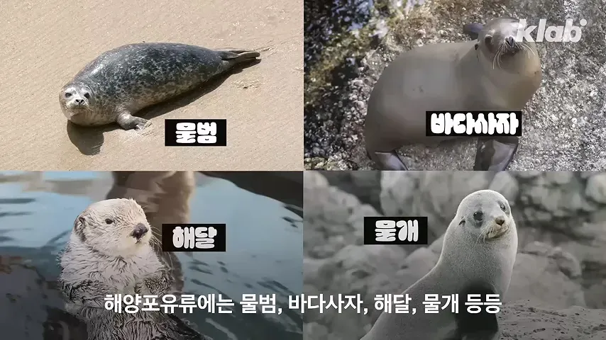 백령도 앞바다에 서식하는 물범, 바다사자, 해달, 물개 등 해양포유류