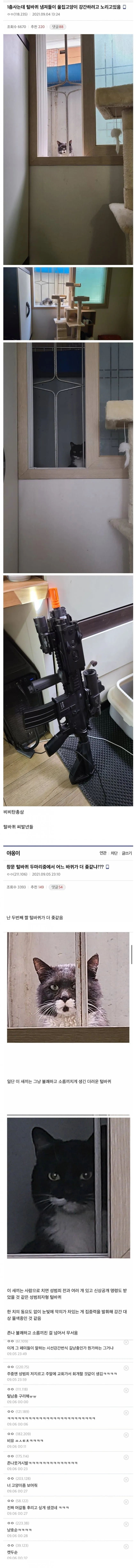 바퀴벌레 때문에 고양이 입양을 고려하는 커뮤니티 게시글 댓글 스크린샷