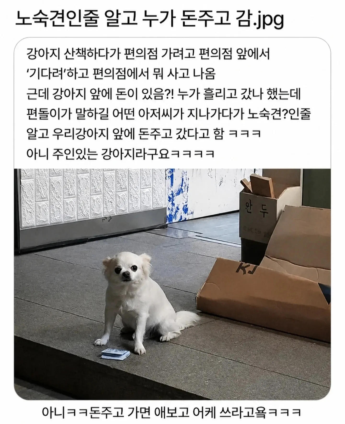 노숙견으로 착각한 개 앞에 놓인 돈