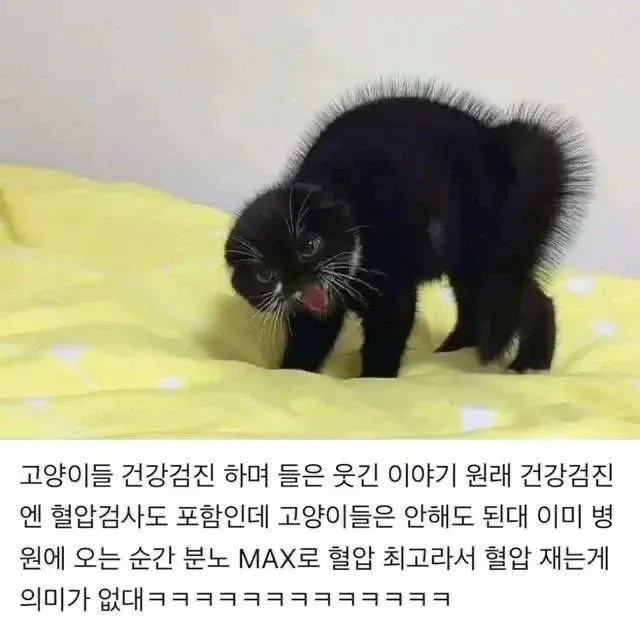 고양이가 병원에만 와도 화나 혈압 검사를 못 하는 이유