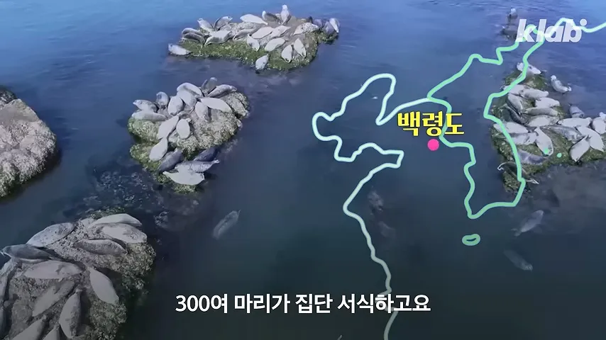 백령도 앞바다에 집단 서식하는 해양포유류 약 300마리