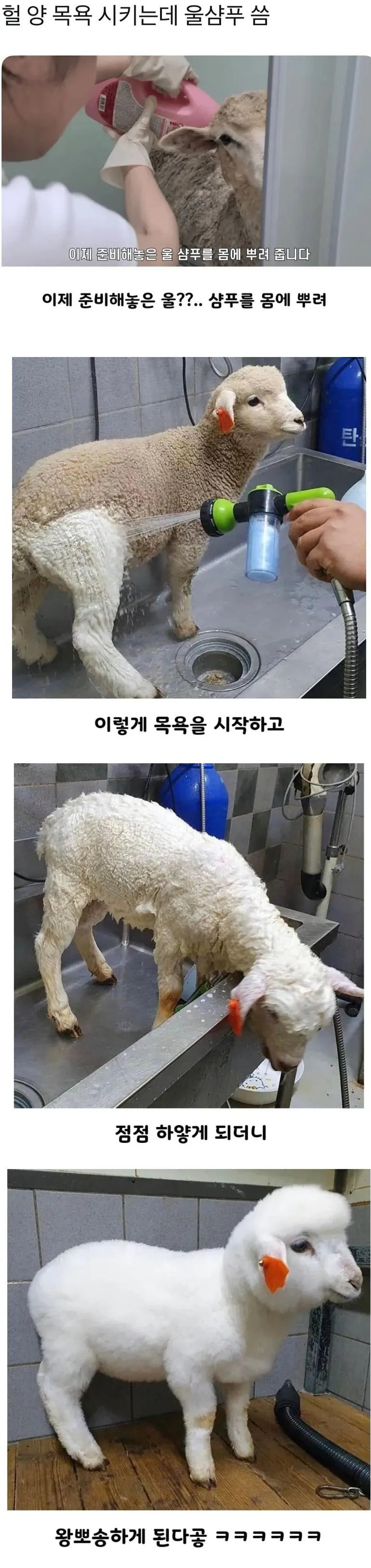 어린이용 샴푸로 목욕한 양이 뽀송해진 모습