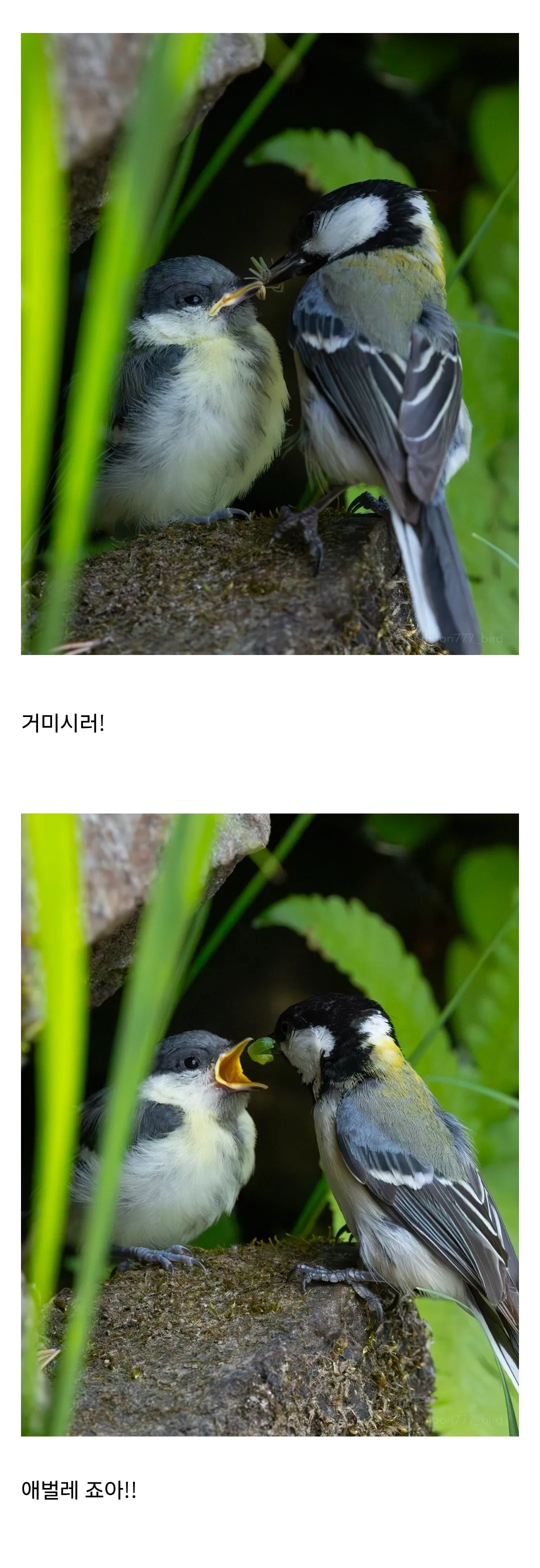 먹이를 달라고 투정하는 아기새