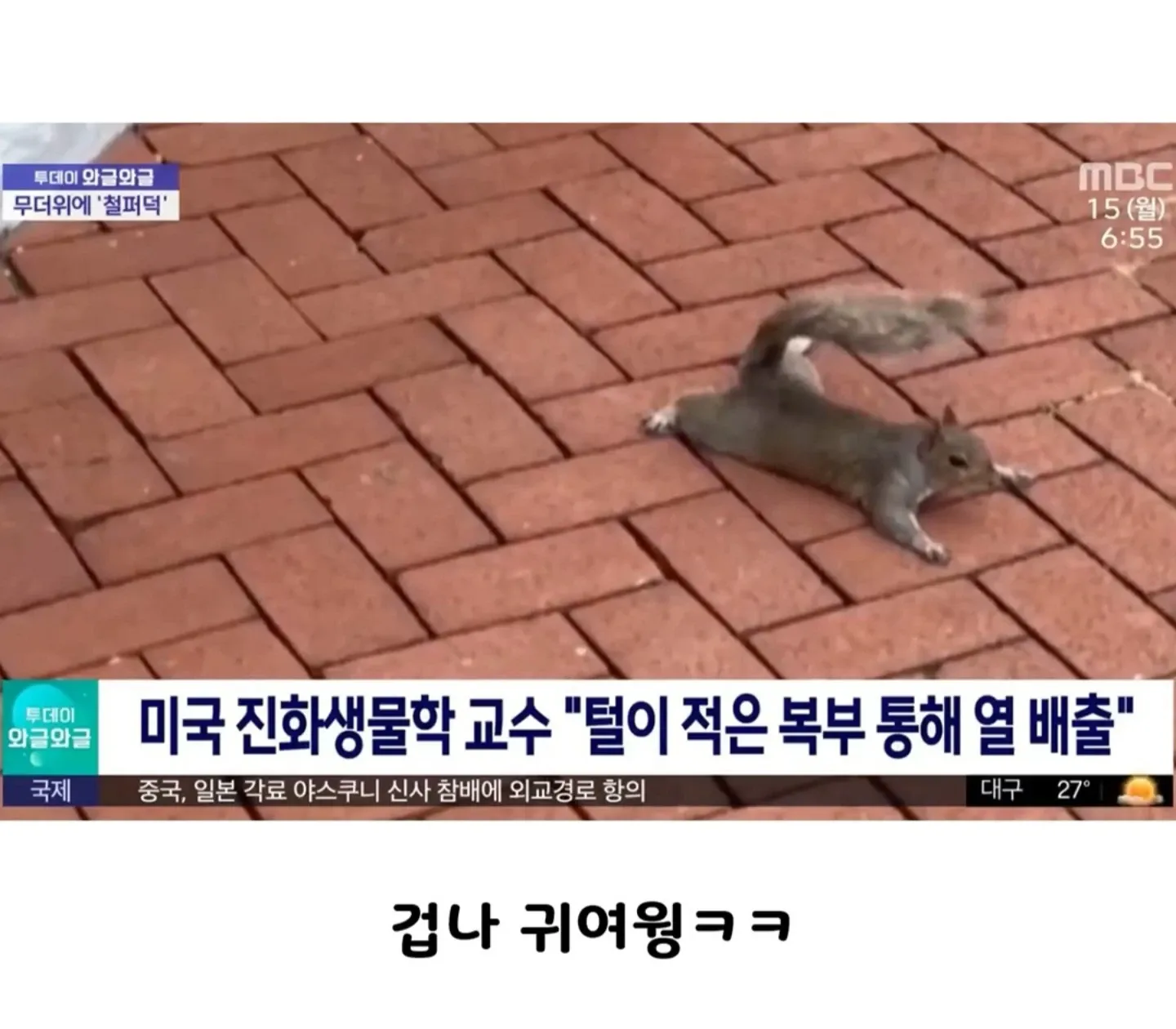 털이 적은 복부로 열을 배출하는 다람쥐의 여름나기