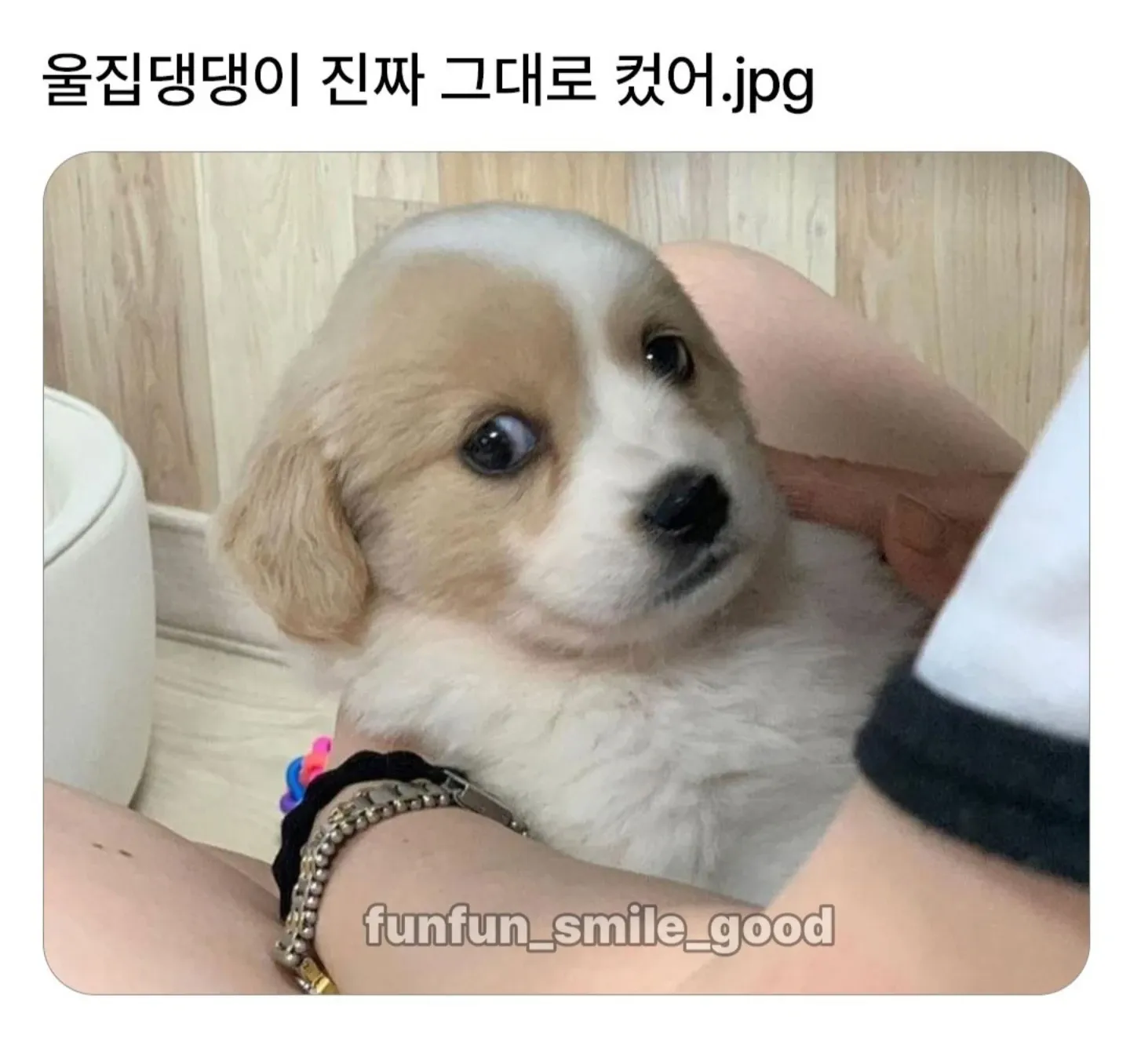 울집 댕댕이의 진짜 그대로 편한 모습