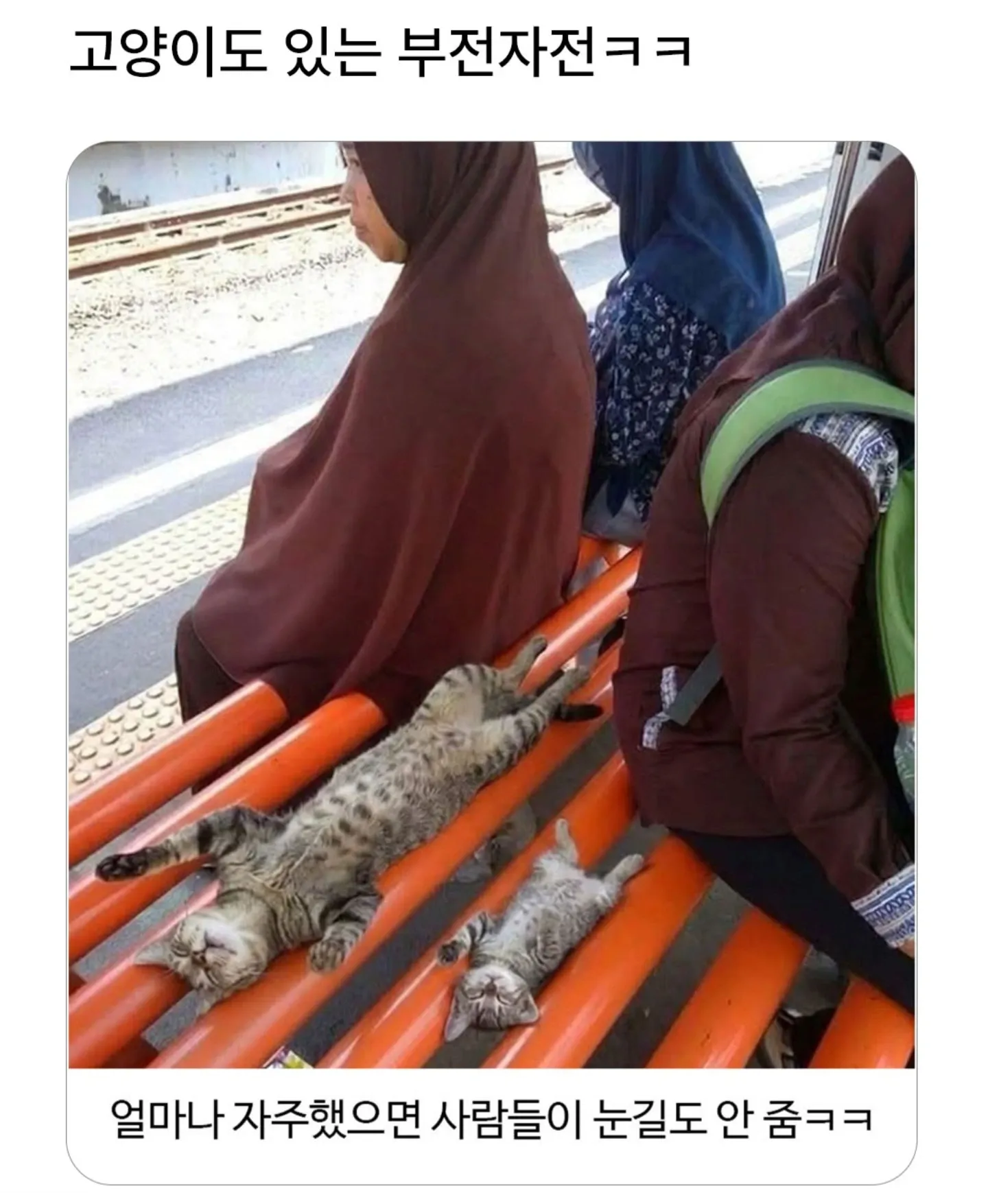 고양이도 하는 부전자전 밈 이미지