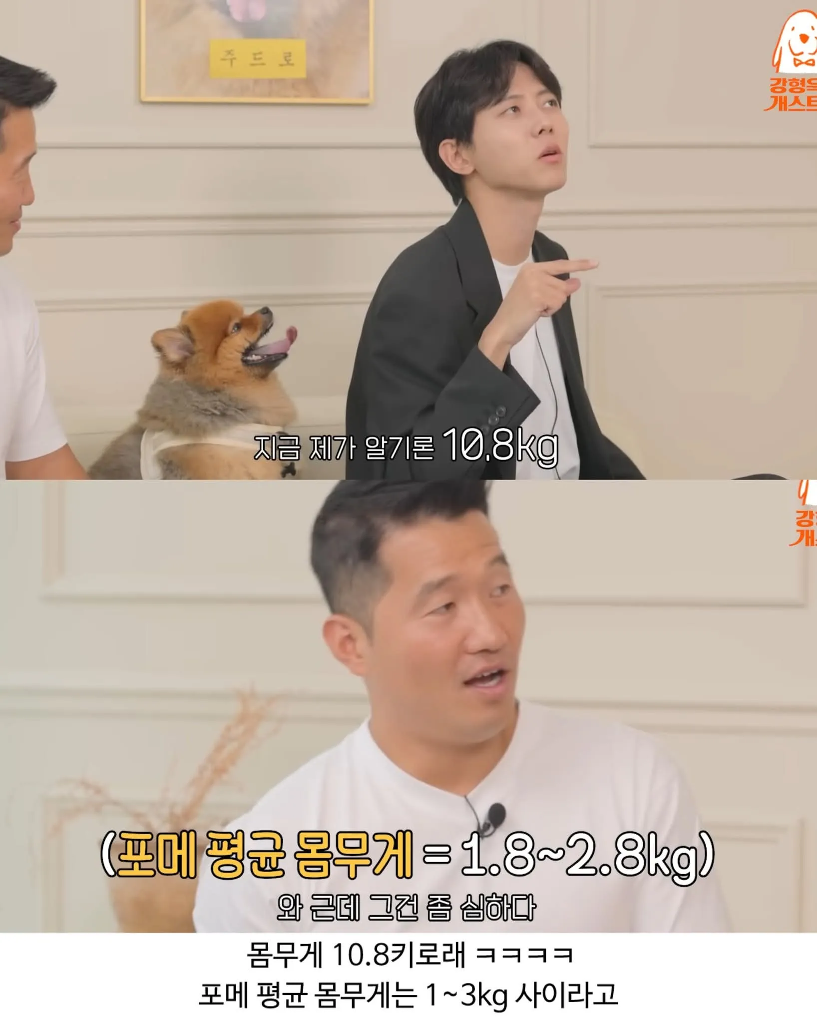 포메라니언 비만: 10.8kg 체중 (정상 1-3kg 대비)