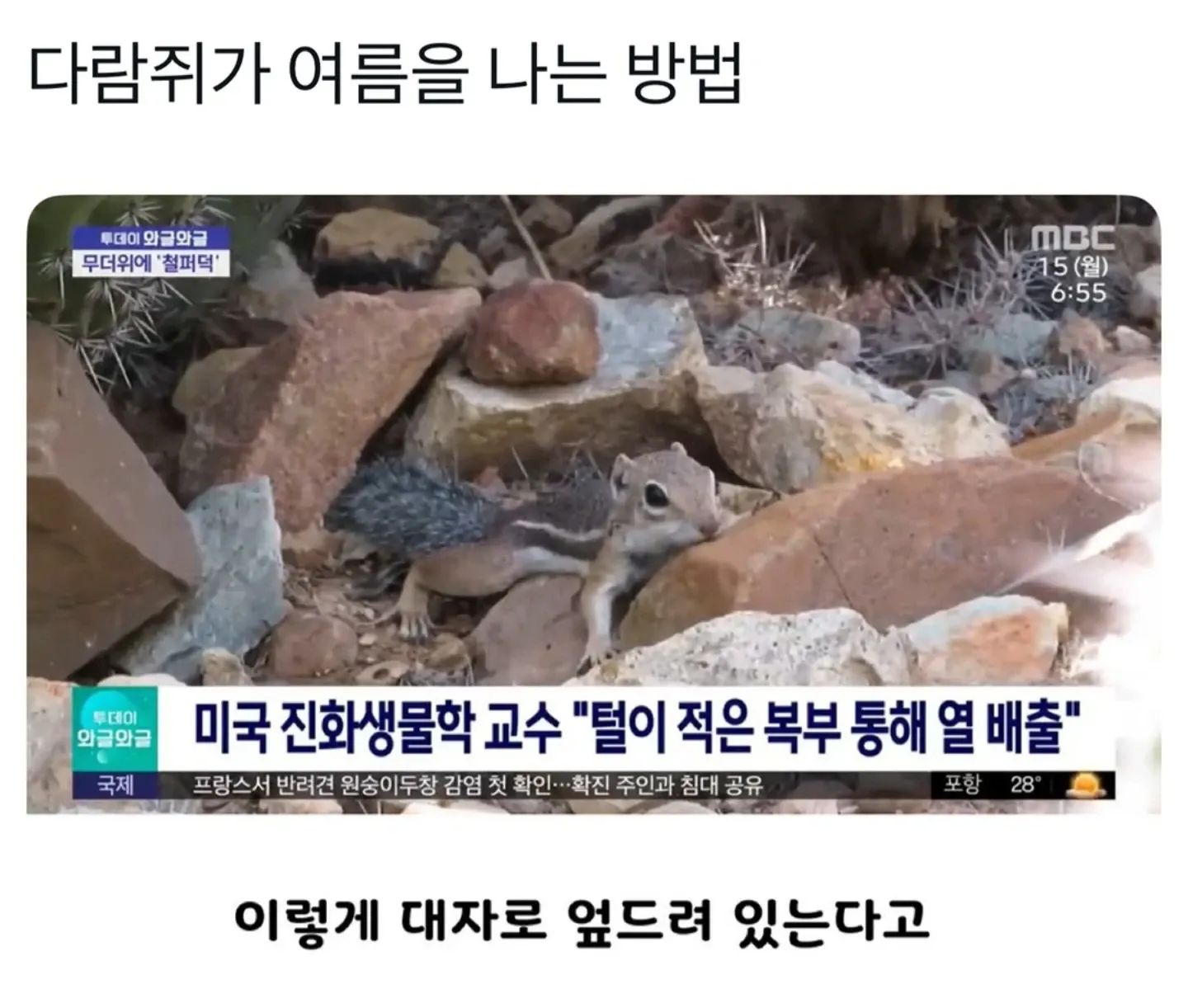 복부를 드러내 열을 배출하는 다람쥐