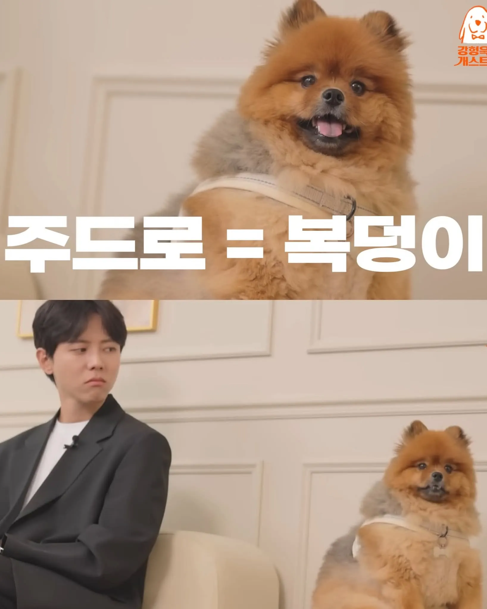 주우재의 포메라니안 '주드룬(북령이)'