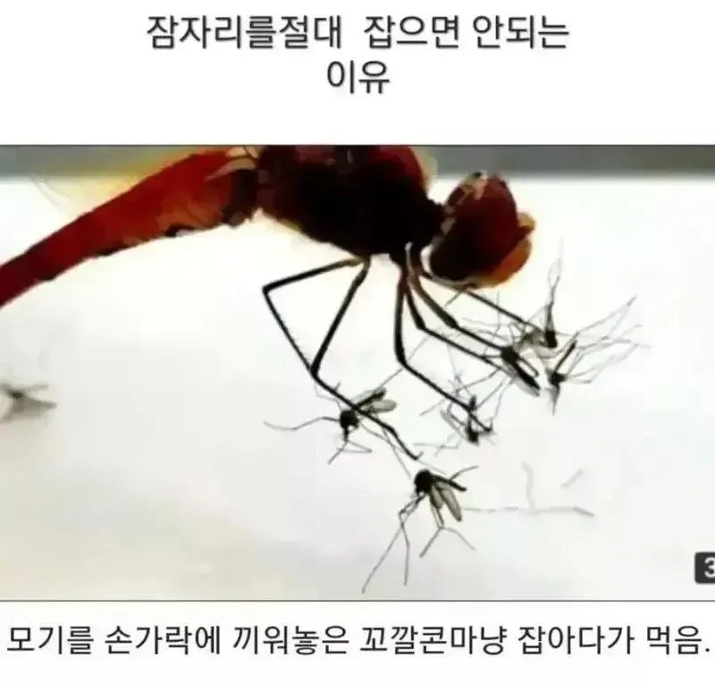 잠자리가 손가락에 끼워진 모기를 먹는 모습을 보여주는 유머 일러스트