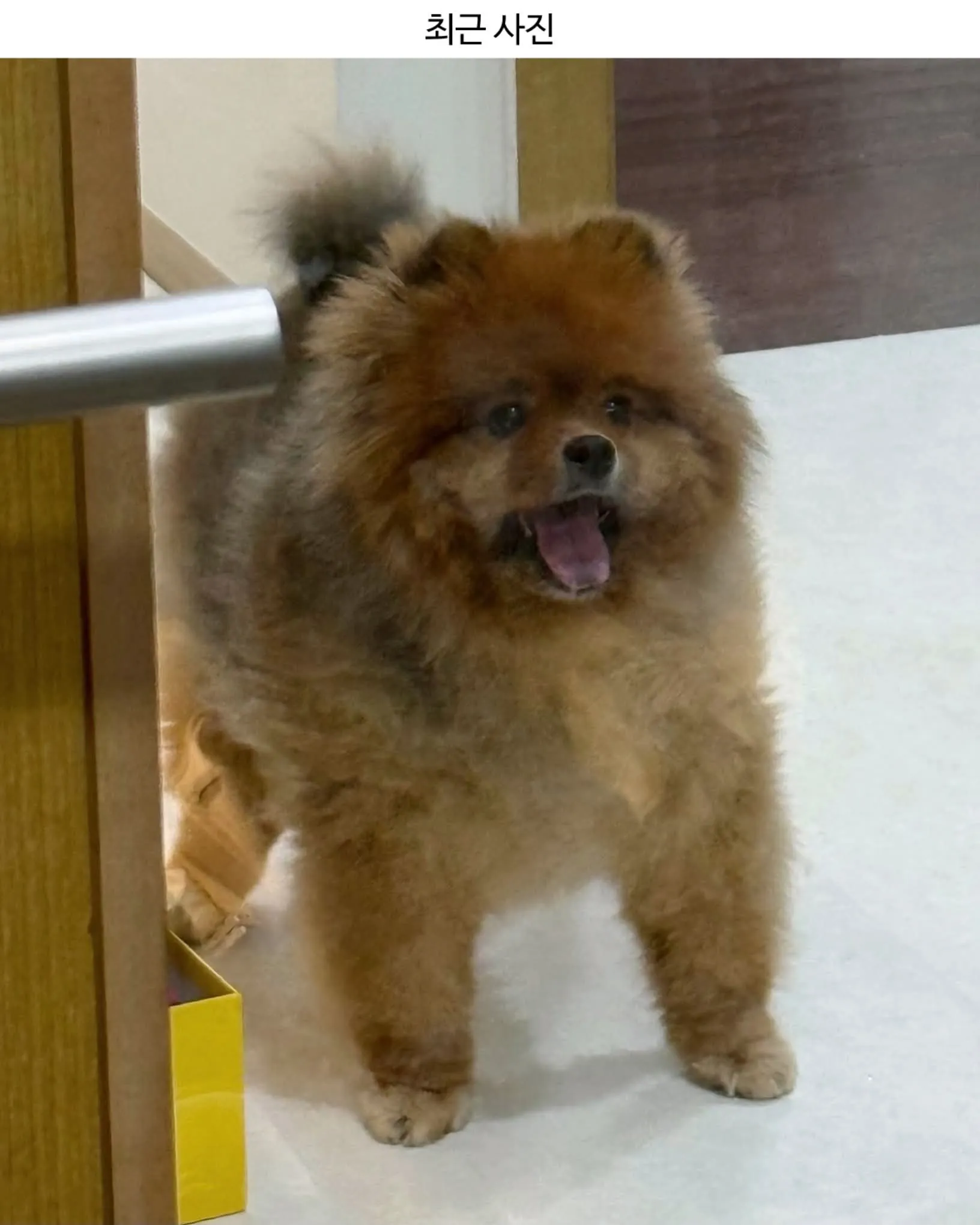 주우재가 키우는 포메라니안