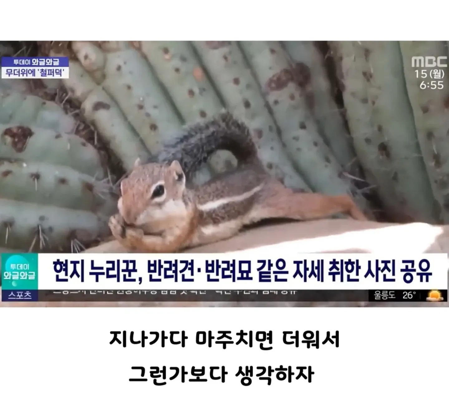 극심한 무더위에 개·고양이처럼 누워있는 다람쥐의 모습