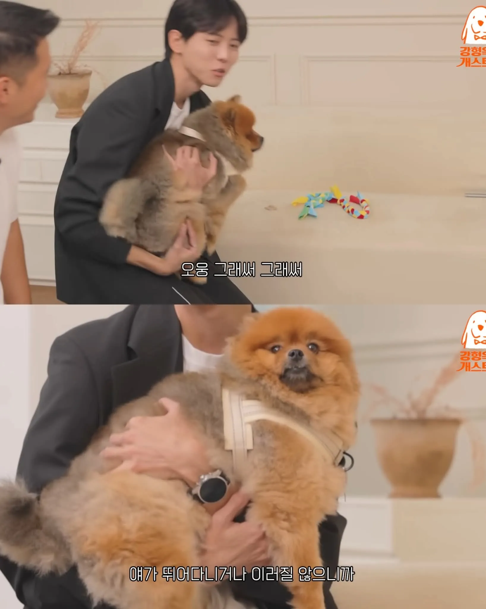 주우재의 포메라니언이 조용히 있는 모습