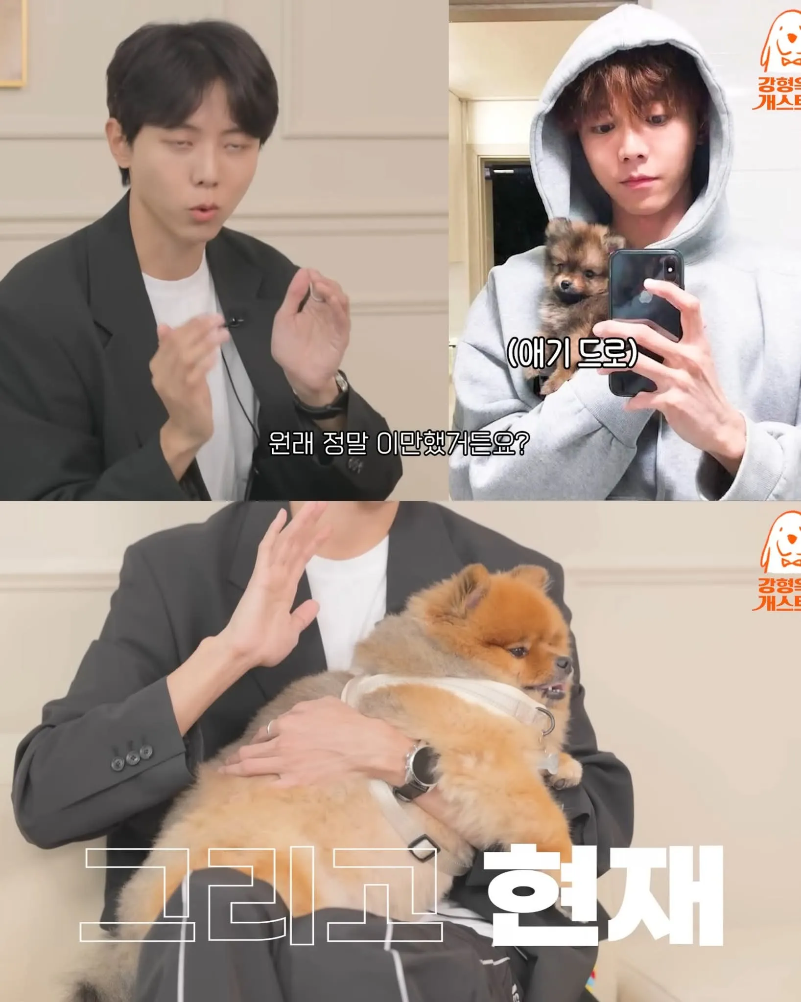 주우재가 키우는 포메라니안