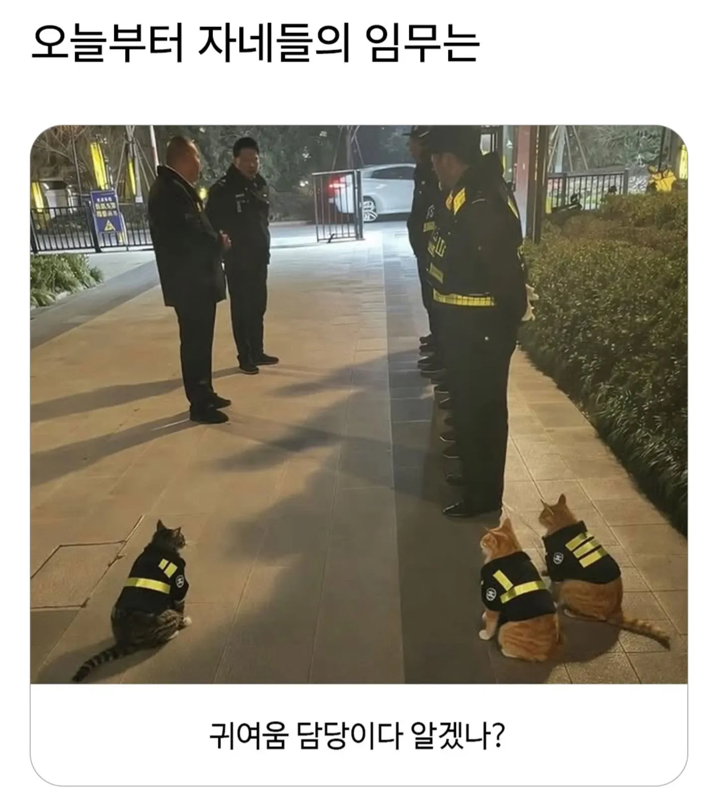 오늘부터 자네들의 임무는 귀여움 담당이다