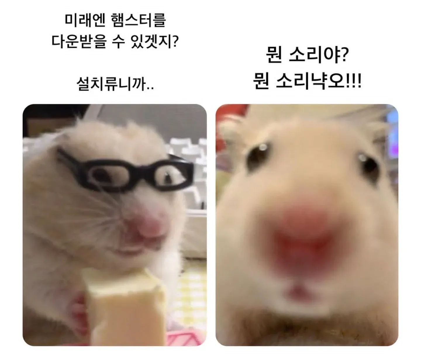 미래엔 햄스터 다운로드 가능 여부를 묻는 화면
