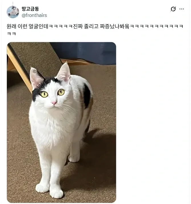 루틴이 깨져서 화난 고양이의 짜증 표정