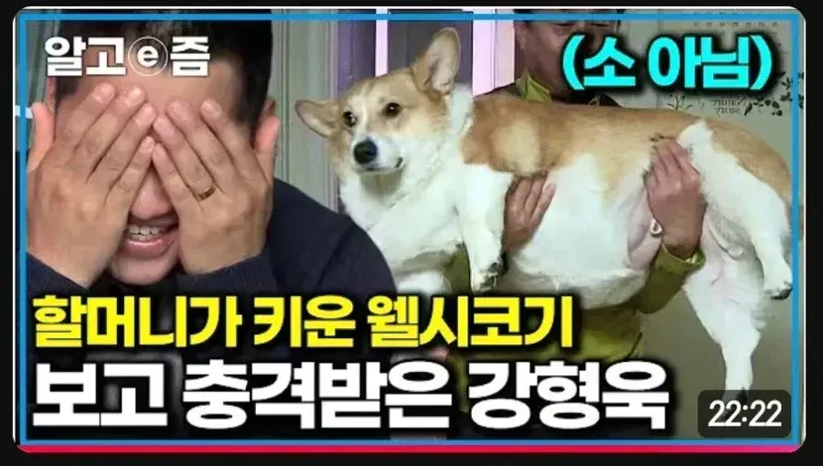 황태니가 키운 웰시코기를 보고 놀라는 강형욱
