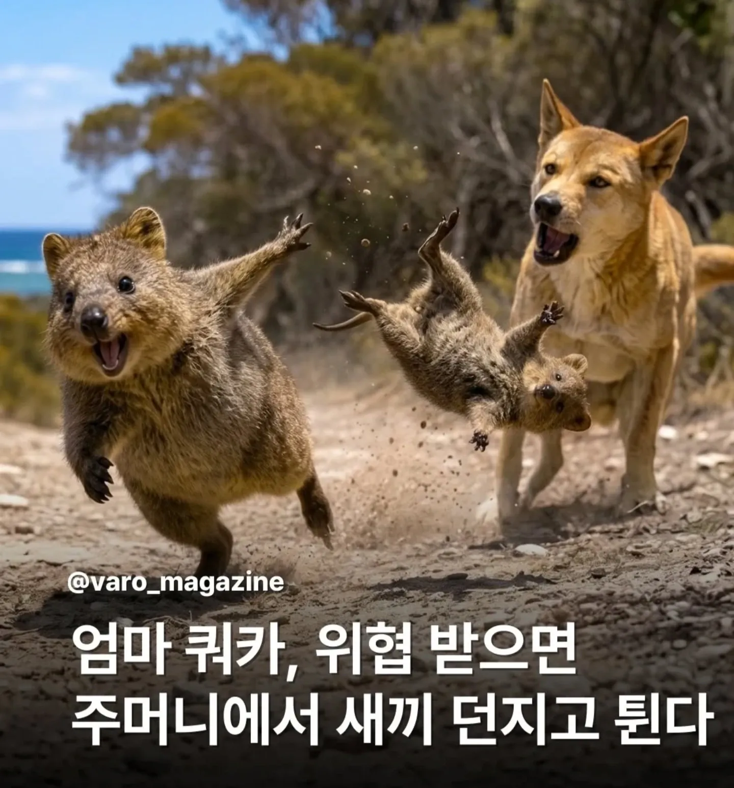 위협받은 엄마 쿼카, 주머니에서 새끼를 던짐