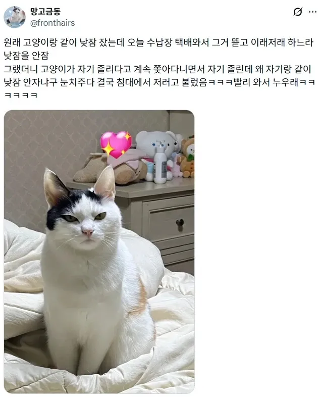 낮잠 루틴이 깨져 화난 고양이가 주인을 따라다니는 모습