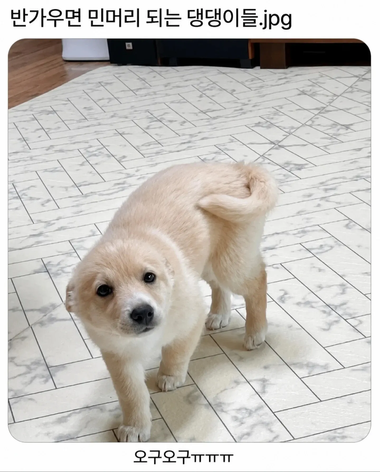 반가워하는 개가 민머리가 되는 모습