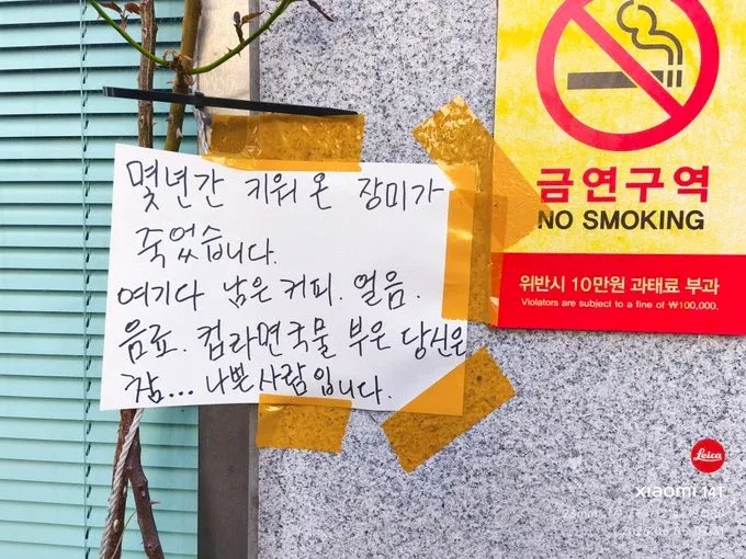 수년간 키워온 장미가 죽었다는 글귀와 금연 구역 표지판