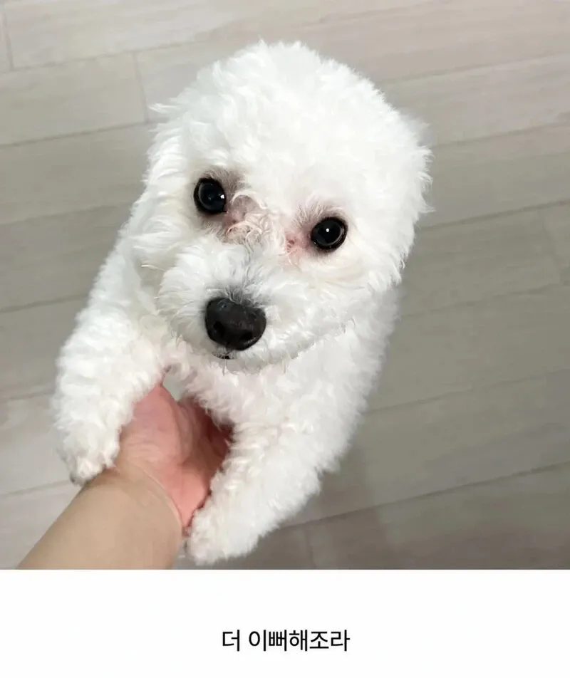 반가워하며 민머리가 된 강아지들의 귀여운 모습