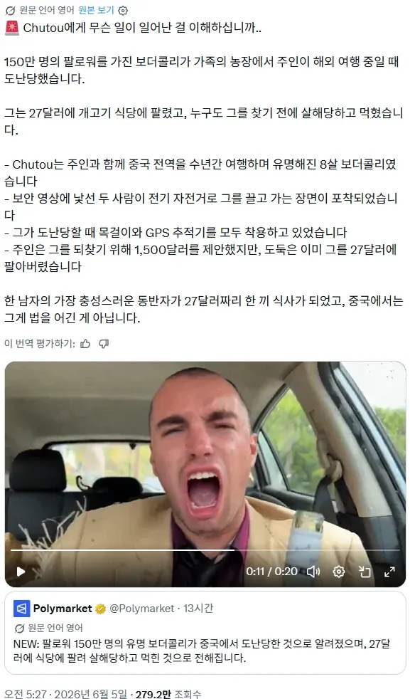 150만 팔로워 보더콜리, 중국에서 도난 후 개고기 식당에 팔려 살해