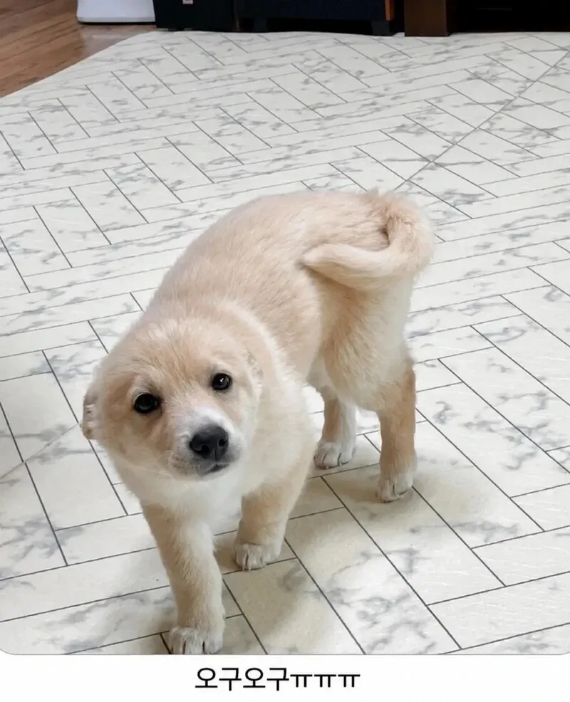 행복해하면 귀가 짧아 보이는 강아지들