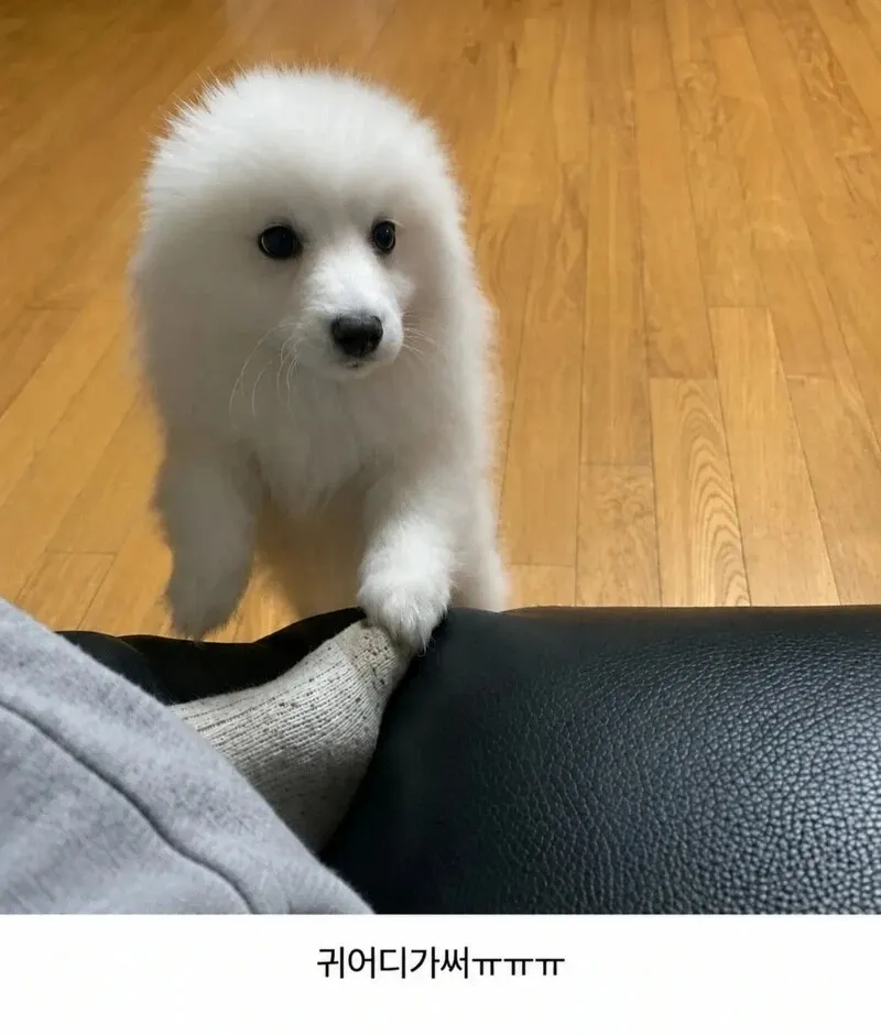 반가워하면 귀가 펴지는 강아지들