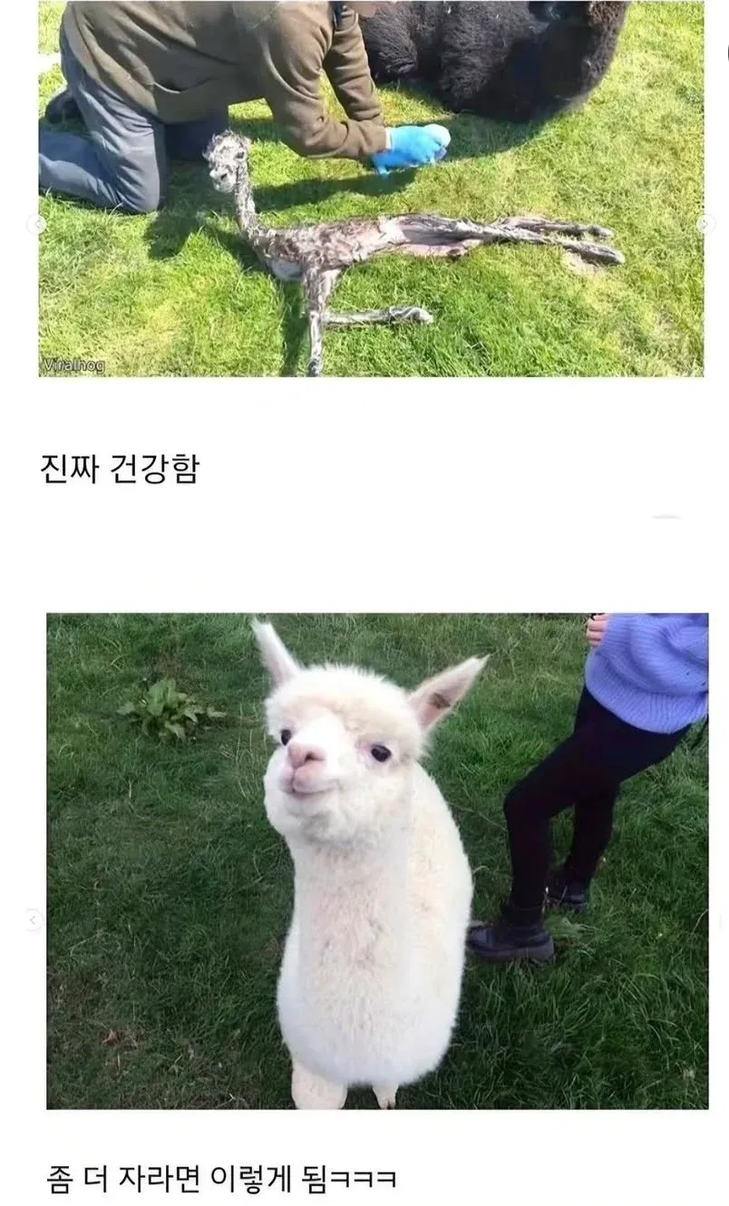 갓 태어난 새끼 알파카