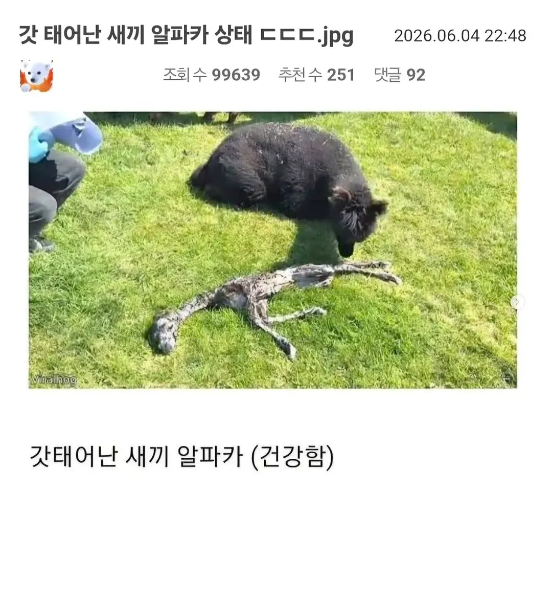 건강하게 태어난 새끼 알파카