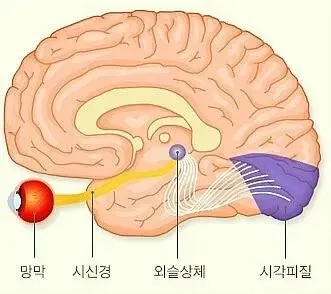 눈 이식이 불가능한 이유: 뇌 시각피질과 시각신경의 복잡한 구조