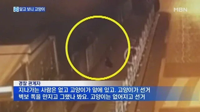 선거 벽보를 만지는 고양이