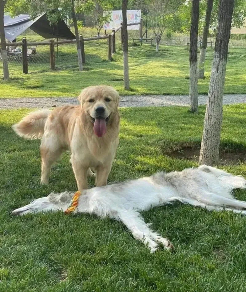 공원에서 발견된 개가죽 러그의 정체를 보여주는 이미지