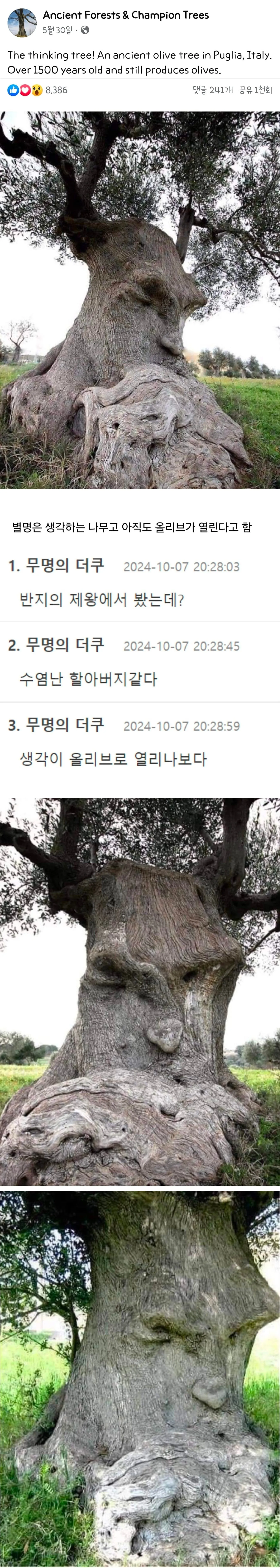이탈리아 풀리아의 1500년 된 올리브 나무, 여전히 올리브를 생산하고 있음