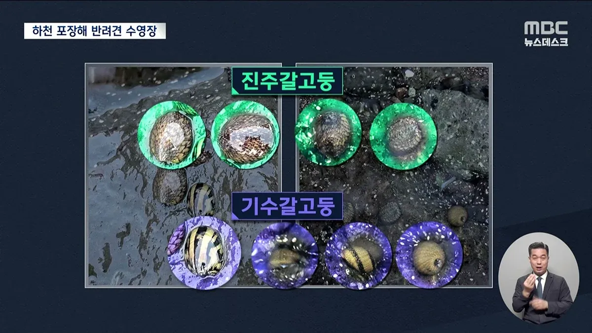 강아지 수영장을 위해 하천에 시멘트 포장한 모습