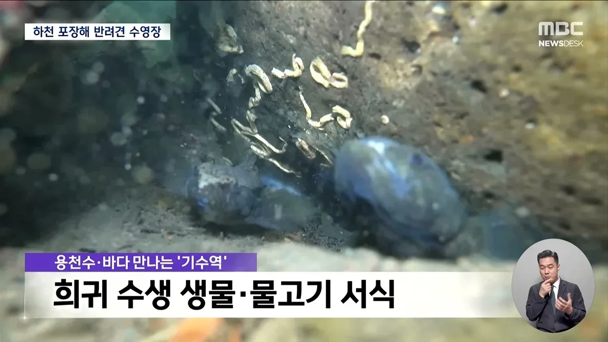 반려견 수영장을 위해 포장된 기수역 하천