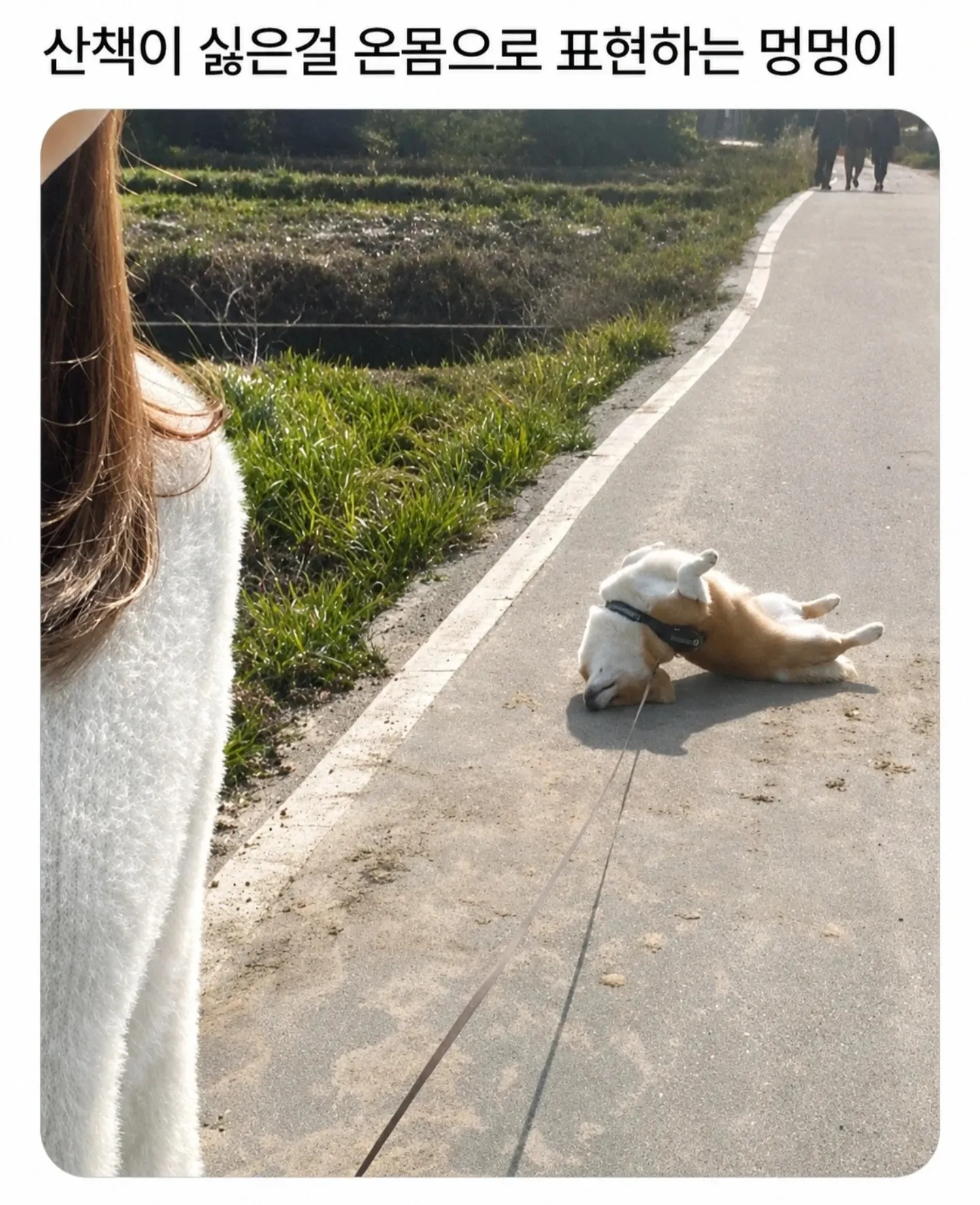 산책을 거부하며 몸으로 표현하는 강아지