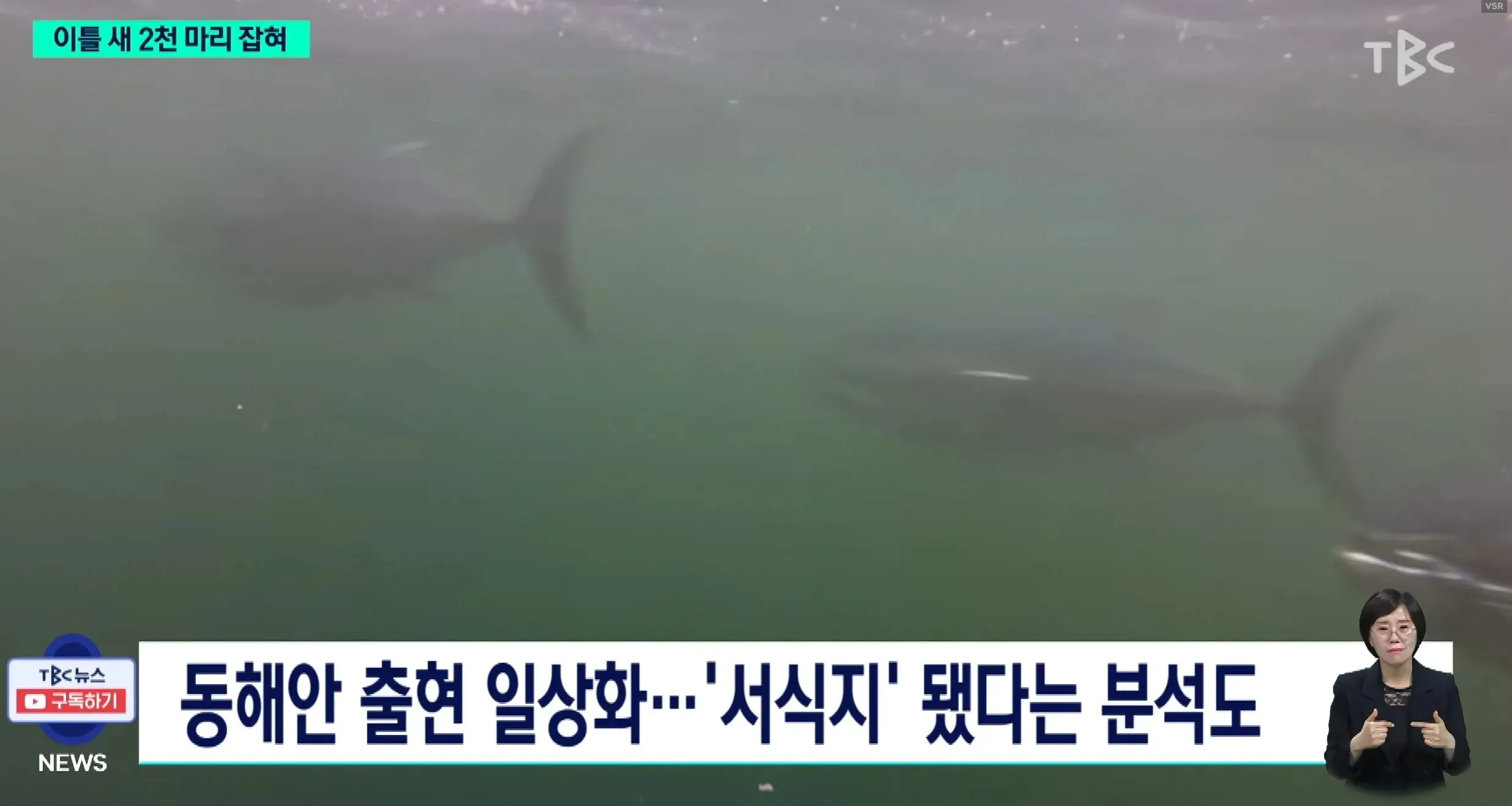 동해안에 출현한 참치 2천 마리, 새로운 서식지 형성
