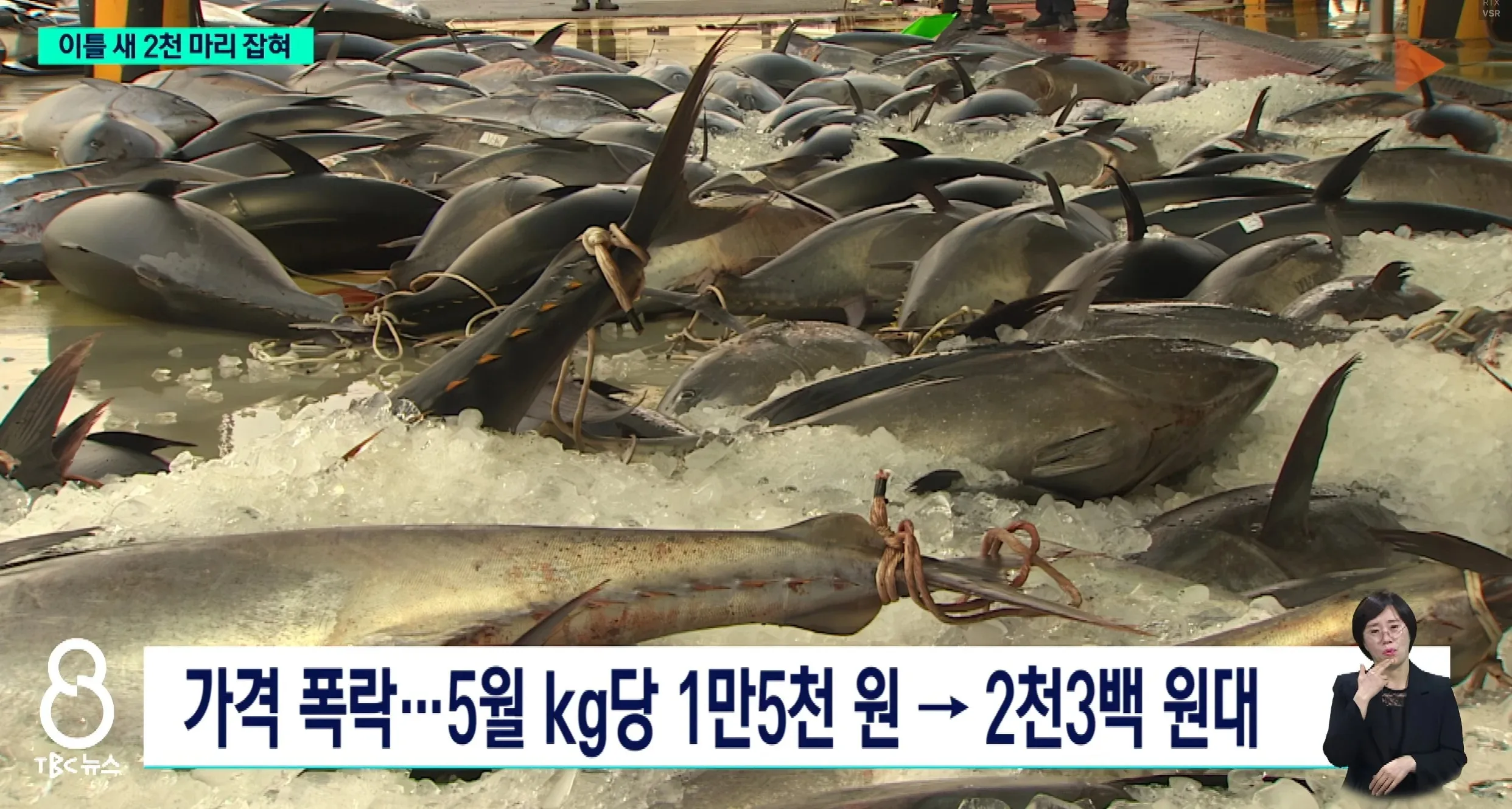 참치 가격 폭락 뉴스 기사, 5월 kg당 1만5천 원에서 2천3백 원대로 하락