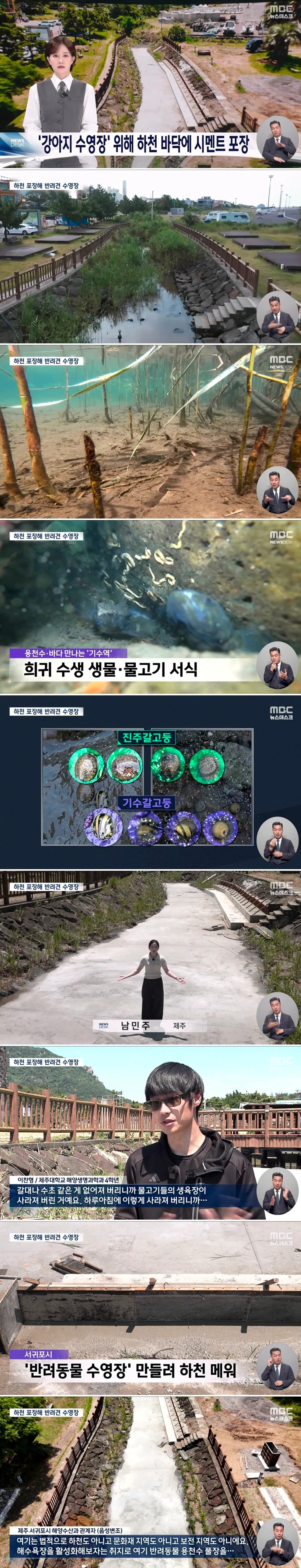 시멘트로 덮인 제주도 하천의 희귀 수생 생물과 물고기 서식지