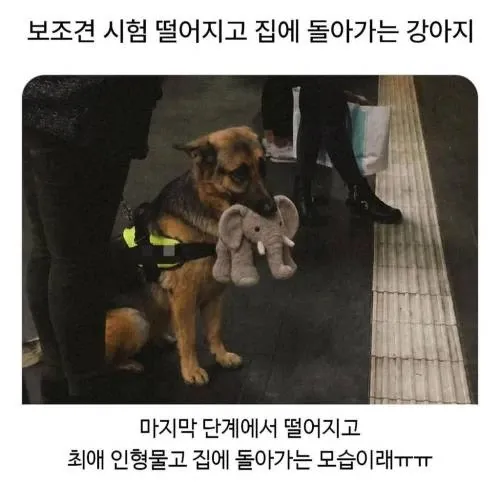 보조견 시험 떨어진 강아지, 인형물고 집에 돌아가는 모습