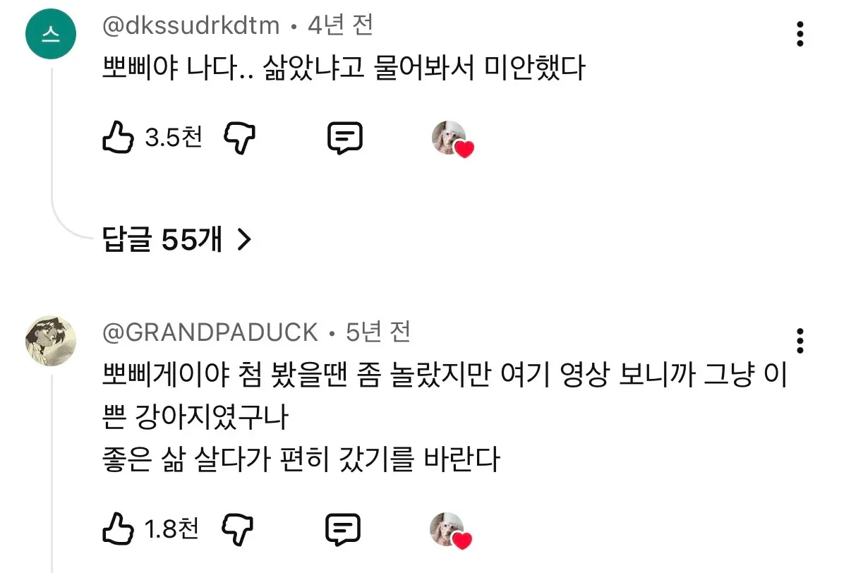 뽀삐를 추모하는 따뜻한 댓글들