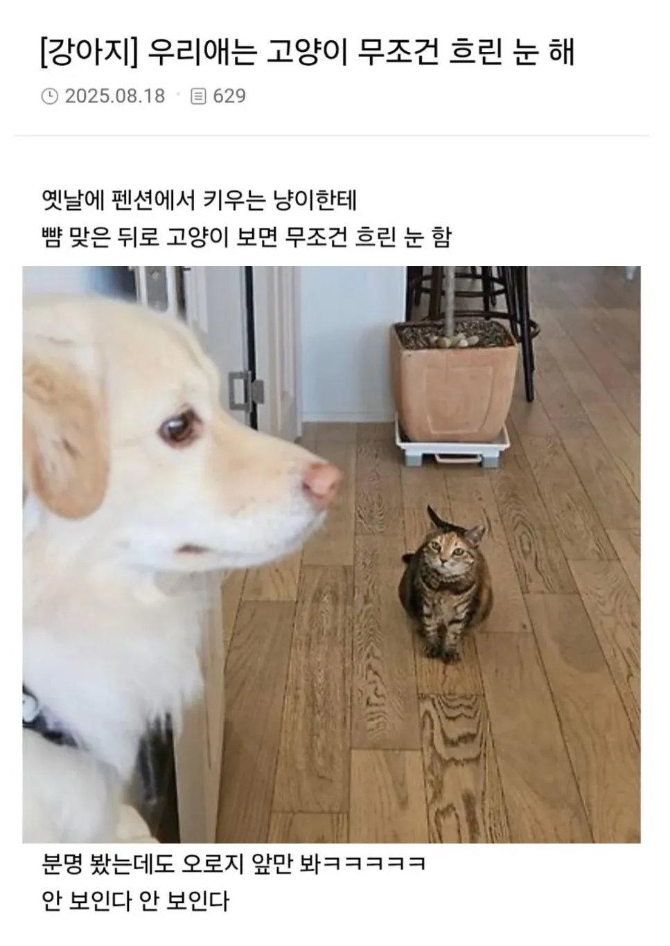 고양이를 못 본 척하는 강아지