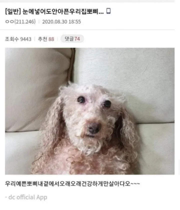 반려견 뽀삐를 사랑하는 DC 커뮤니티 게시글